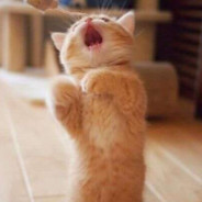 布利啾啾迪布利多