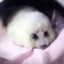 endangered baby seal