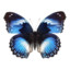 morpho