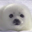 bo