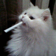 meodow - steam id 76561199387915391