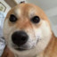 doge_watching_u