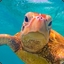turtle dad