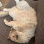 家V13660140567有优惠