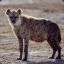 a_hyena