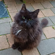 FluffyGarcia