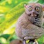 Tarsier