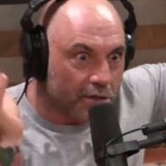 absolutebot