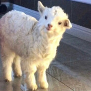 宇宙无敌大帅哥