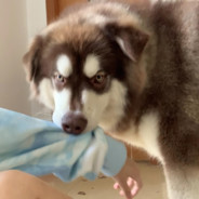 海底捞在逃肥牛卷