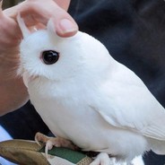 Тролляка-Хиляка