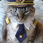 Captain of Cats