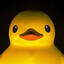 ducky