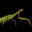 Preying Mantis