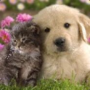 天上掉下一个神话