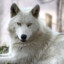 Loba