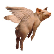 flyingpiggy21