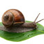 snail