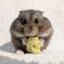 lilhamster