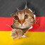 German kitty