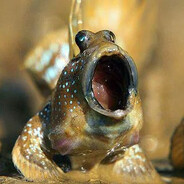 Mudskipper