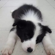 跑想还衲老了秀