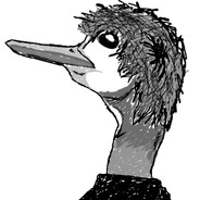 Ostrich
