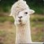 AngryAlpaca