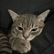 mogger