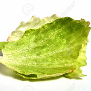 one single lettuce leaf