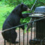 Bear Grills