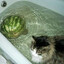WASSERMELONE