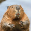 SchemingBeaver192