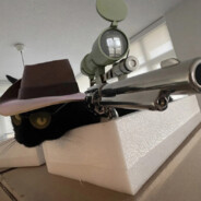 Feline_