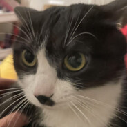 我是香草杯大王