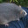 The Big Burly RAT