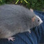 The Big Burly RAT