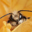 Bumblebee