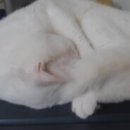 花開彼岸願折枝