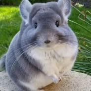 C一把感觉像过年