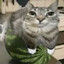 Cat on watermelon