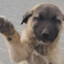 kangal