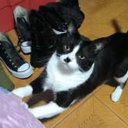pipipo3