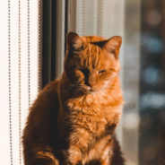 阿根廷老猫 已换新号