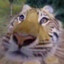 one large tiger