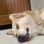 husky cansado