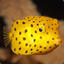 Leotti