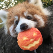 RedPandaLover