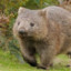 wombat