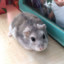 Gouda the hamster